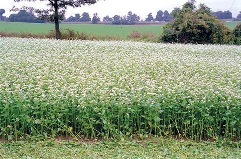 Greencrops, Buckwheat Organic