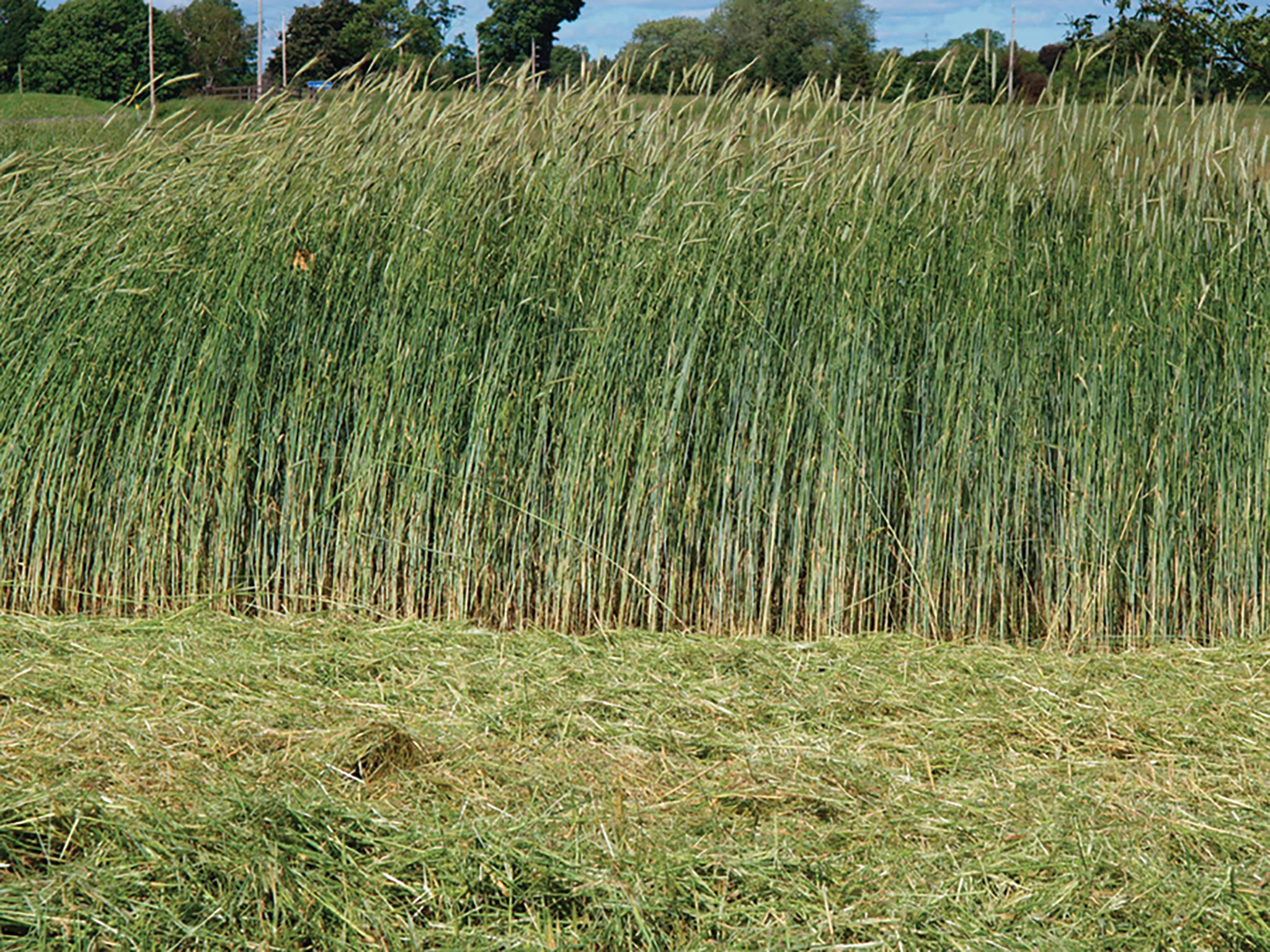 Greencrops, Winter Rye Organic – William Dam Seeds