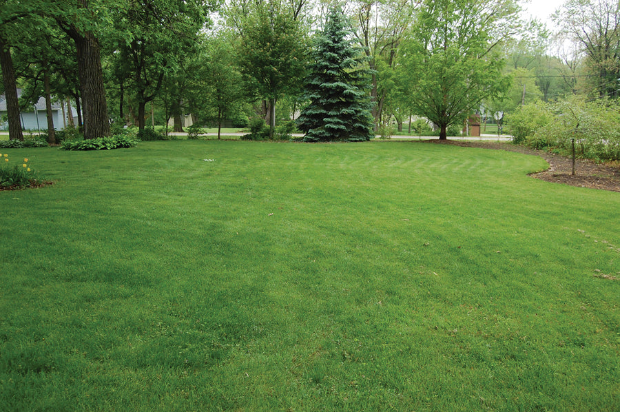 Grass Seed, Evergreen Mixture