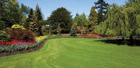 Grass Seed, Low Maintenance Mix