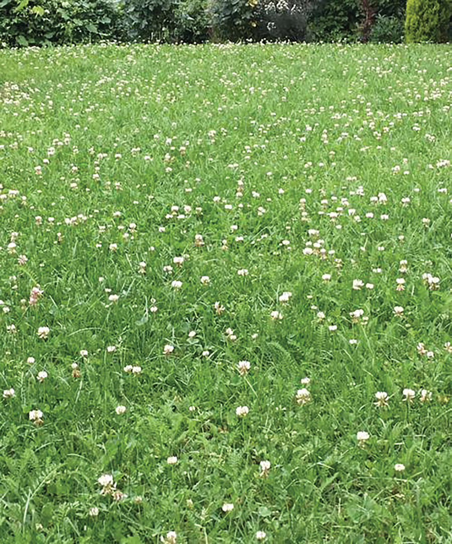 wildflower farm's eco-lawn grass seed Grass Seed, Eco-Alternative Mix