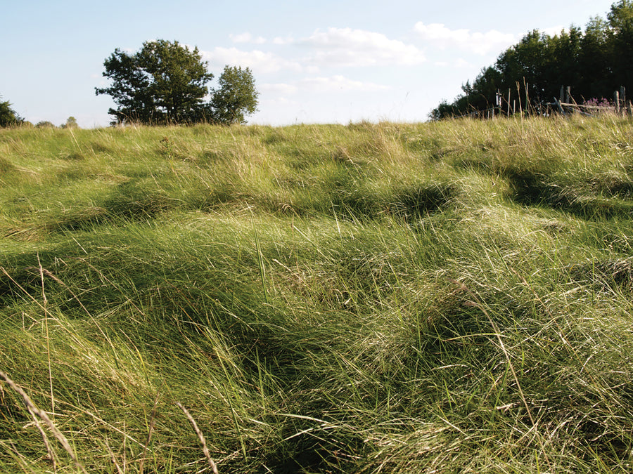 Grass Seed, No-Mow Blend