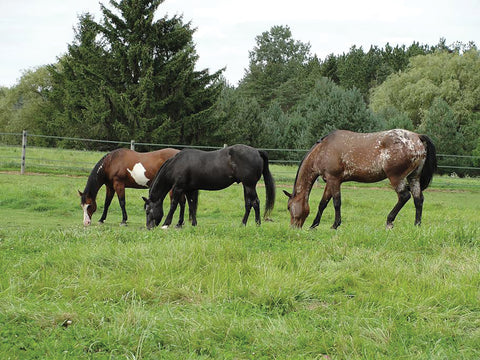 Grass Seed, Meadow & Pasture  Blend
