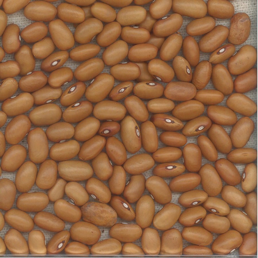 Beans, Dutch Brown