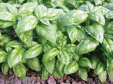 Dolly Organic