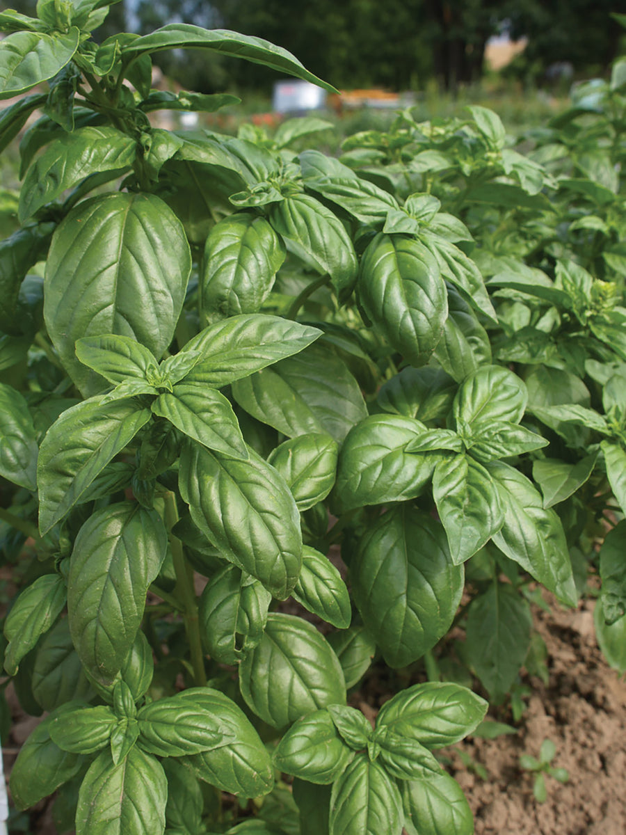 Basil, Italian Large Leaf Organic