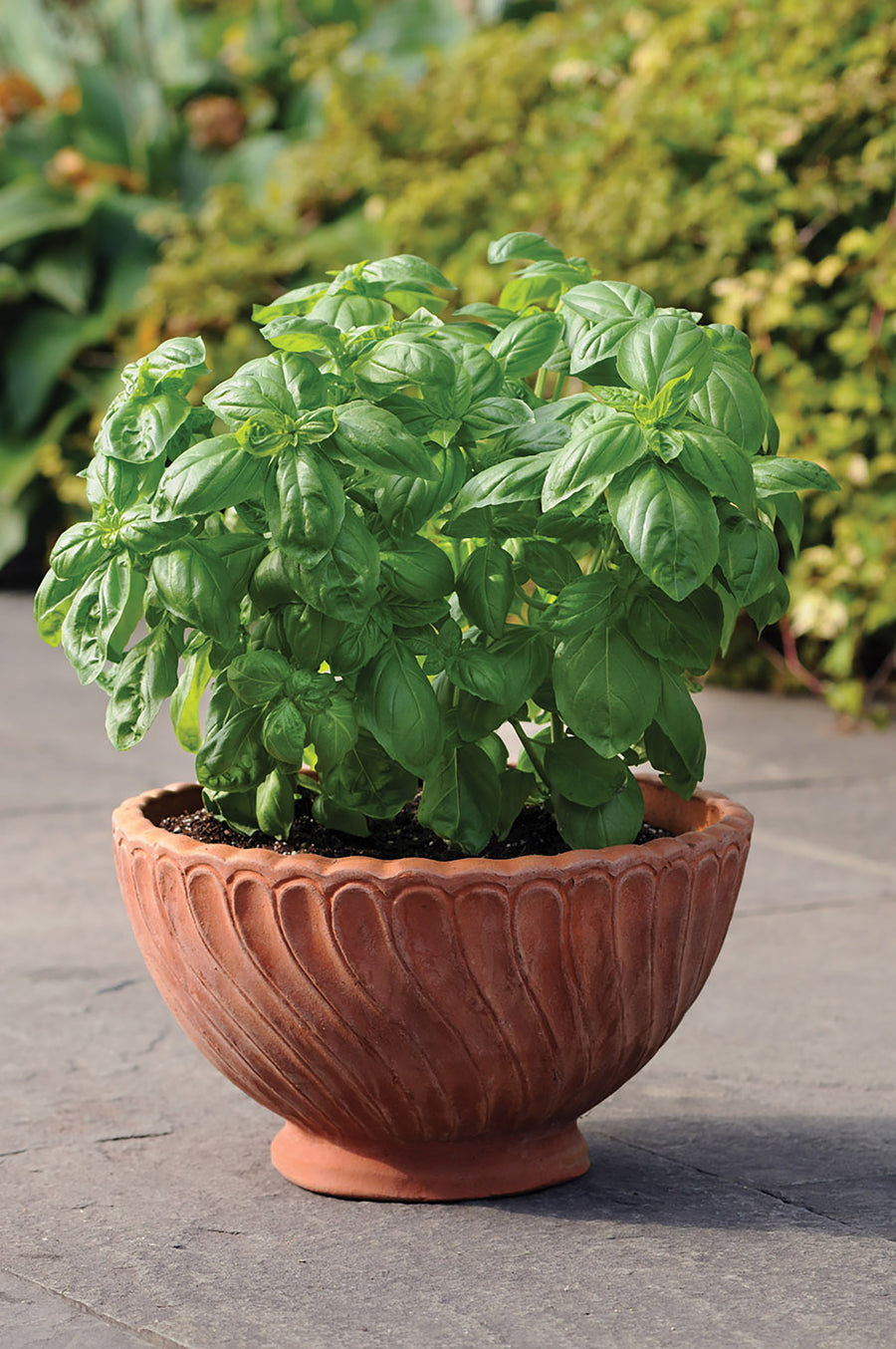 Basil, Dolce Fresca