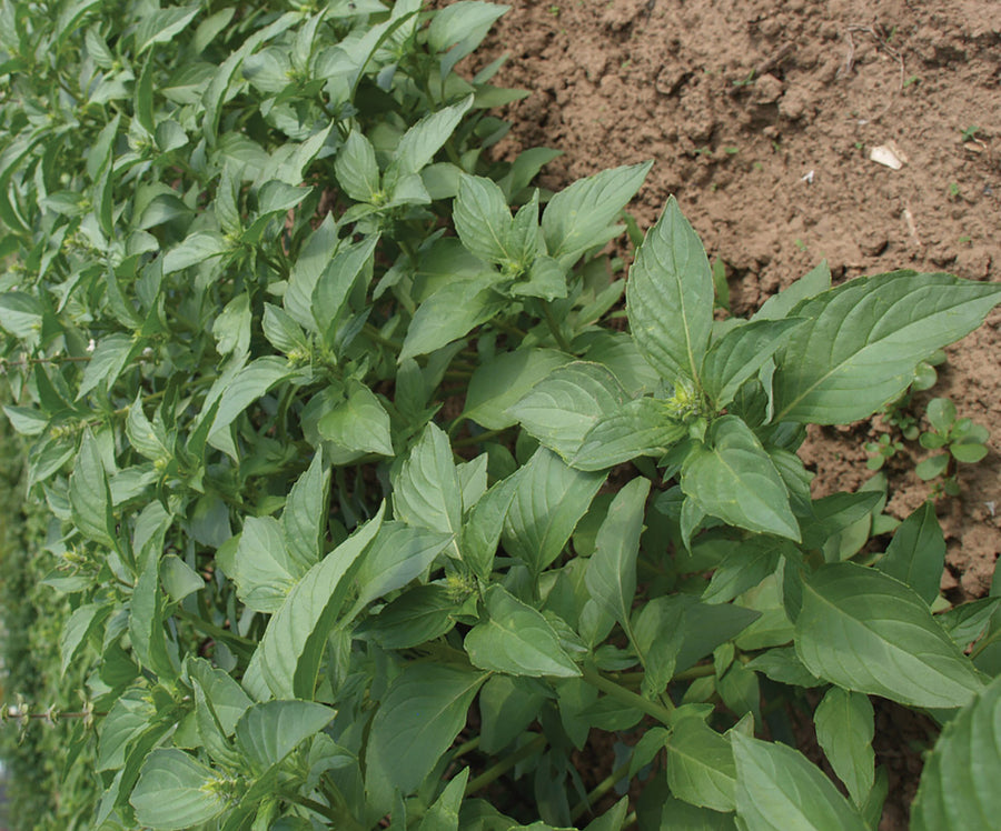 Basil, Sweet Dani Lemon