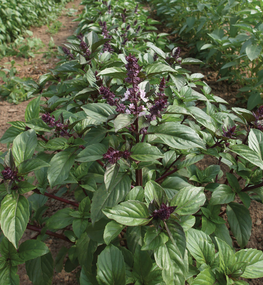 Basil, Cinamonette