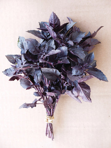 Basil – William Dam Seeds