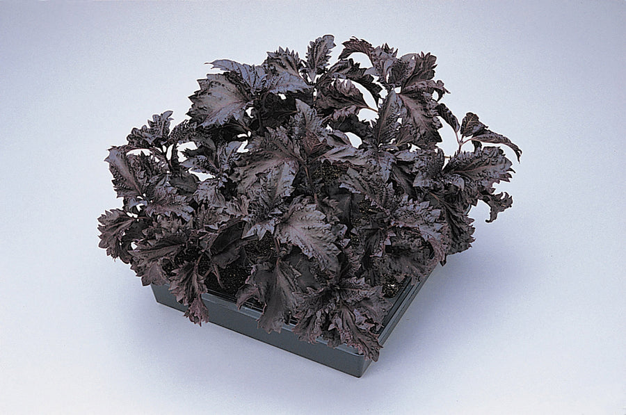 Basil, Purple Ruffles