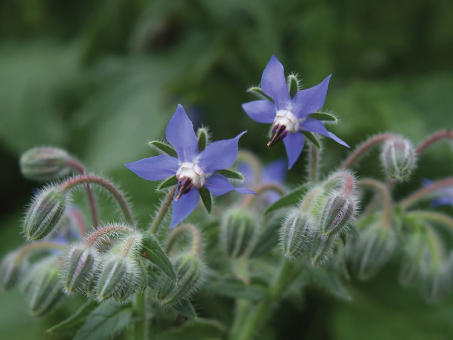 Borage, Borage