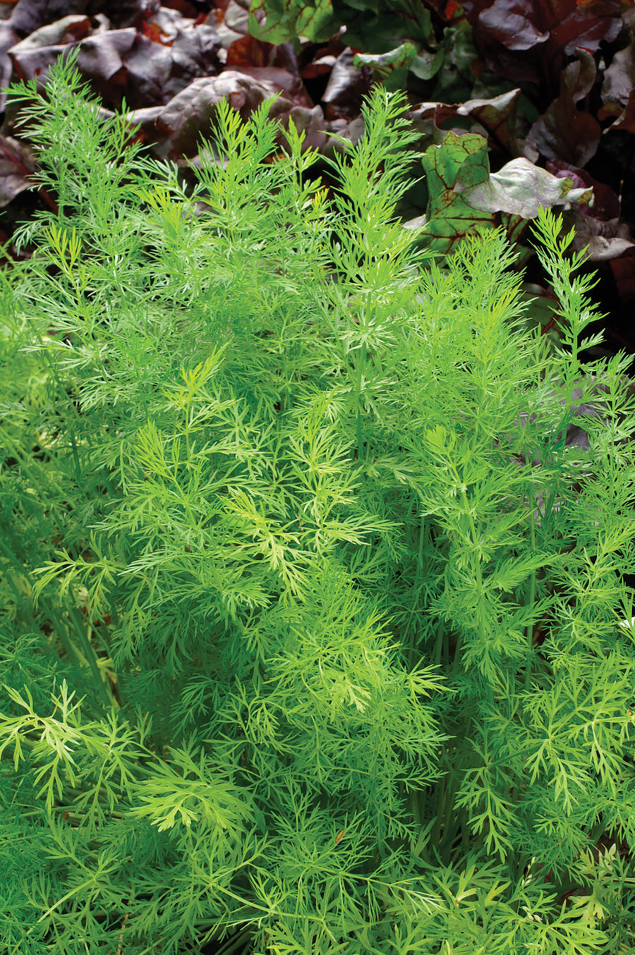 Caraway, Caraway