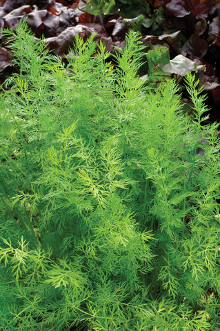 Caraway, Caraway