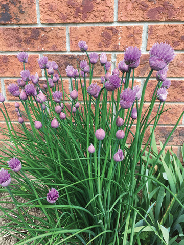 Chives, Allium