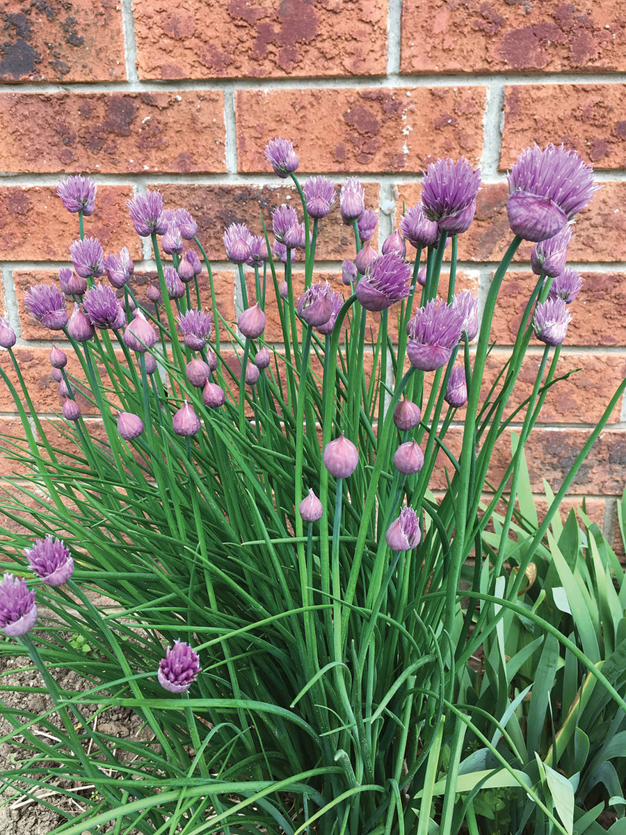 Chives, Allium