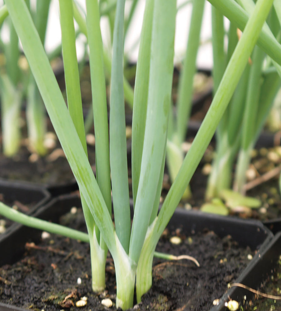 Chives, White Welsh