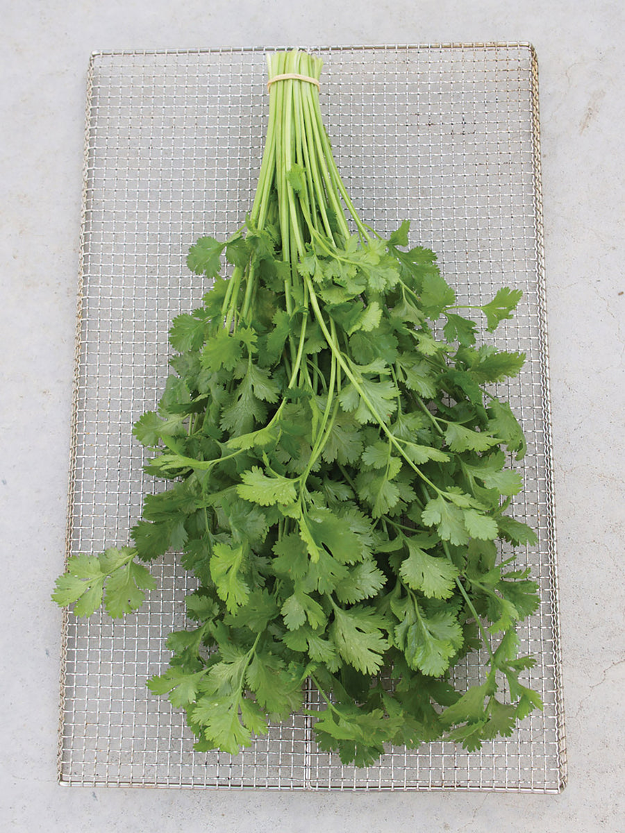 Cilantro, Santo