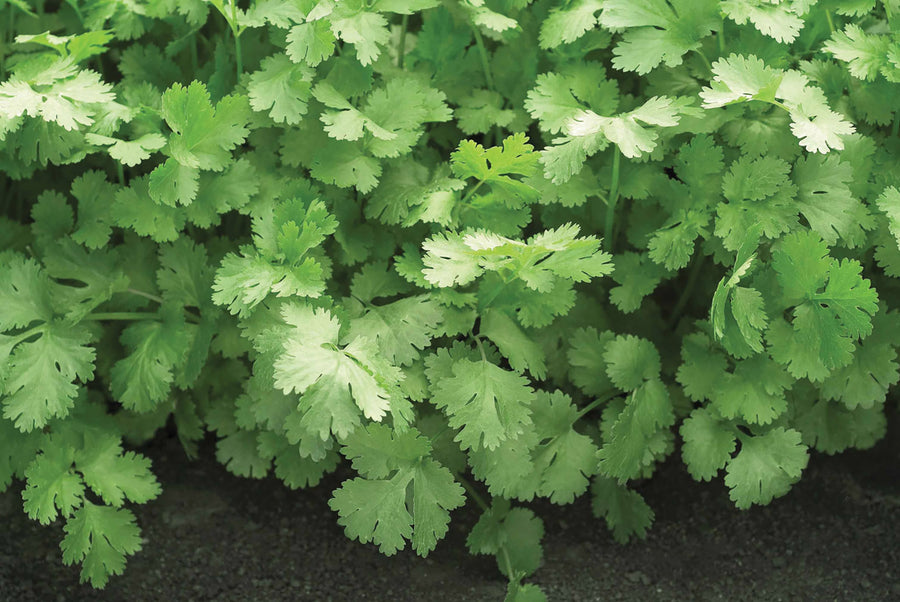 Cilantro, Santo Organic