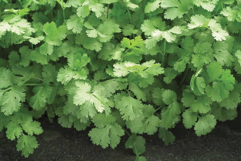 Cilantro, Santo Organic