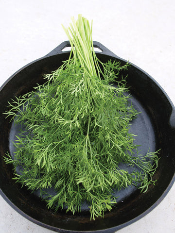 Cilantro, Confetti PvP