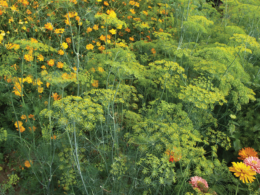 Dill, Bouquet