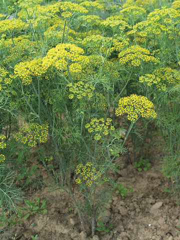 Dill, Fernleaf