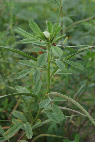 Fenugreek, Fenugreek