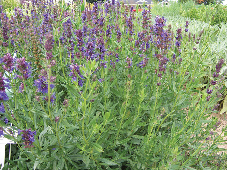 Hyssop, Hyssop