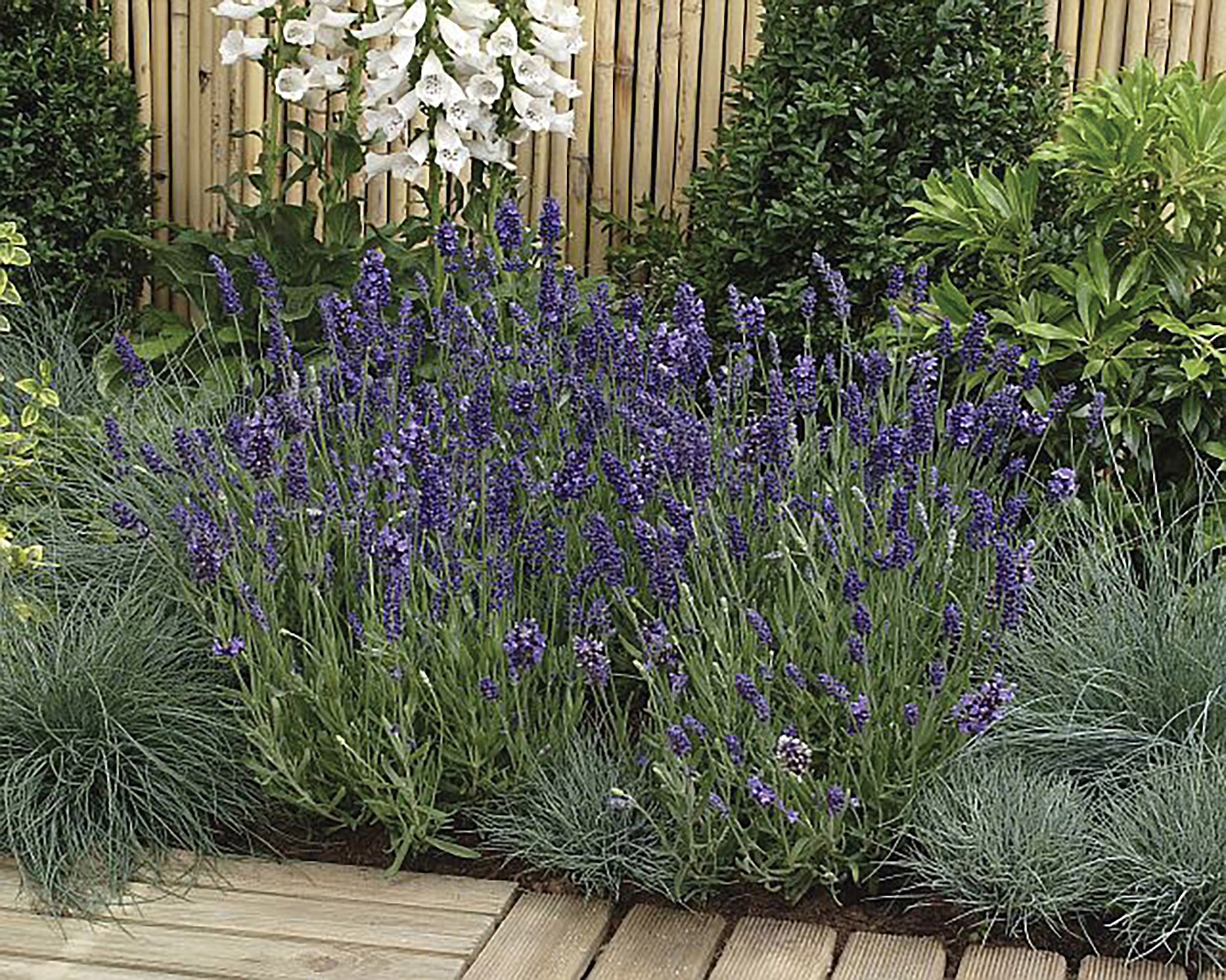 ラベンダー 5/10 Lavance Deep Purple Lavender Seeds – West Coast Seeds