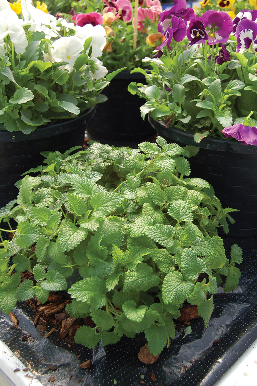 Lemon Balm, Mandarina