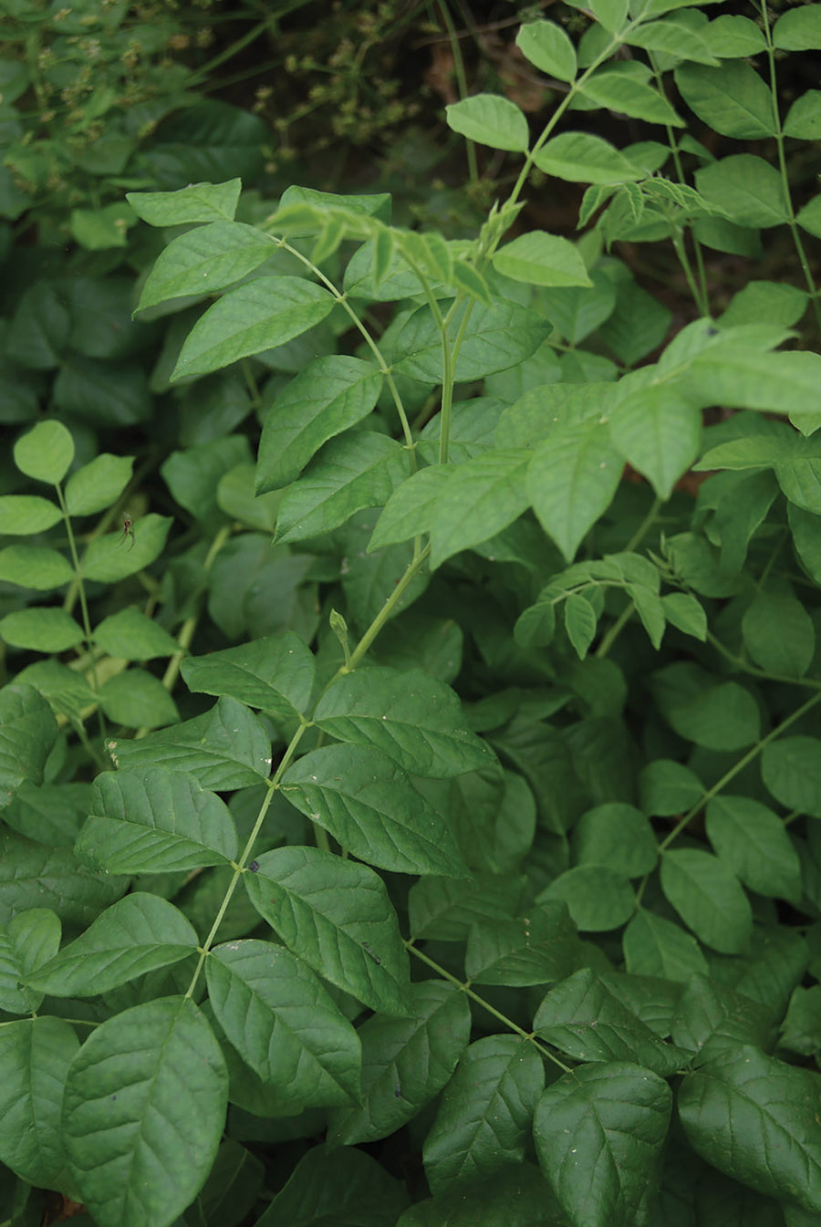 Licorice Plant, Licorice Plant