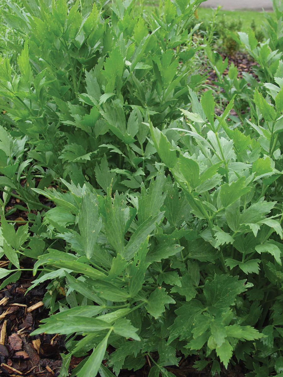 Lovage, Lovage Organic