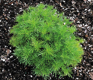 Mexican Marigold, Dropshot