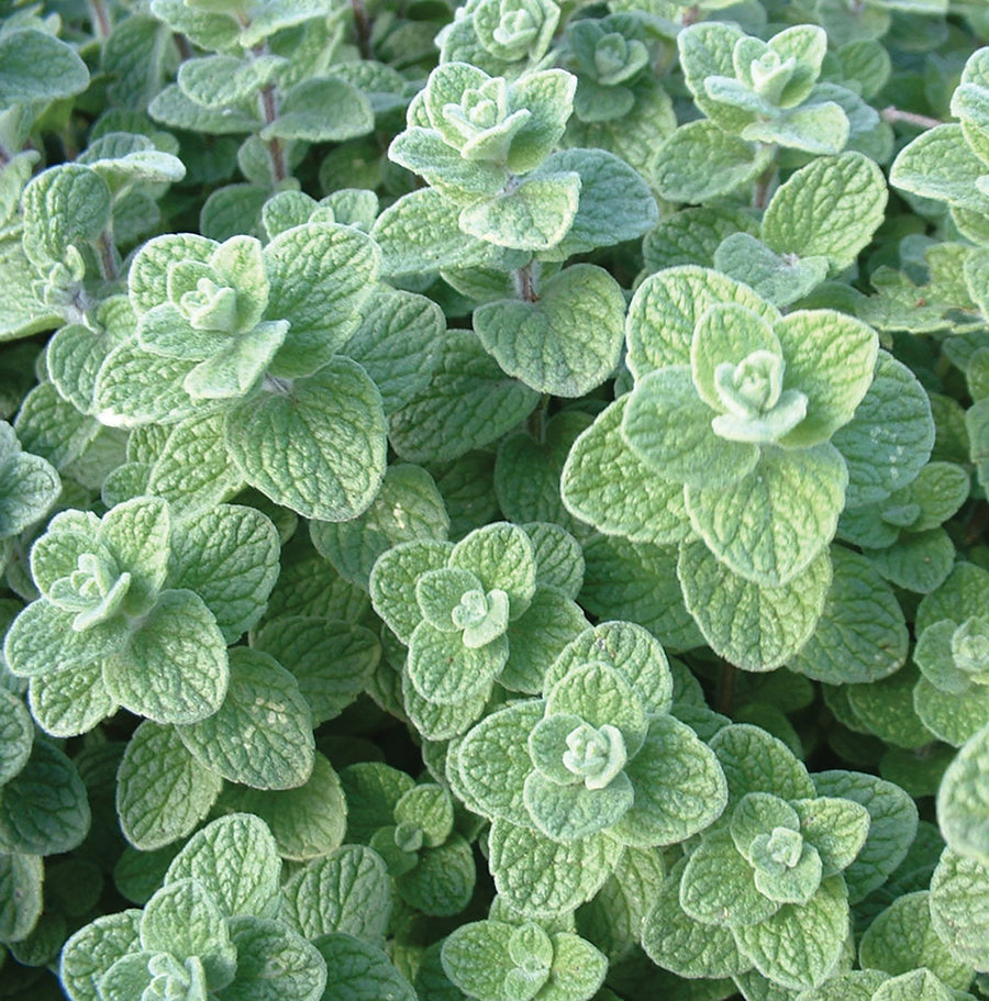 Zaatar Tree Oregano, Zaatar Organic – William Dam Seeds