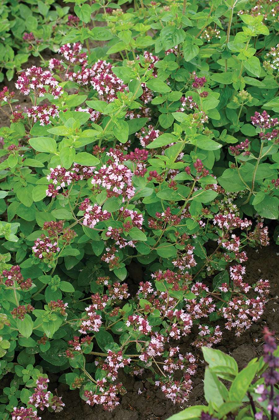 Oregano, Common