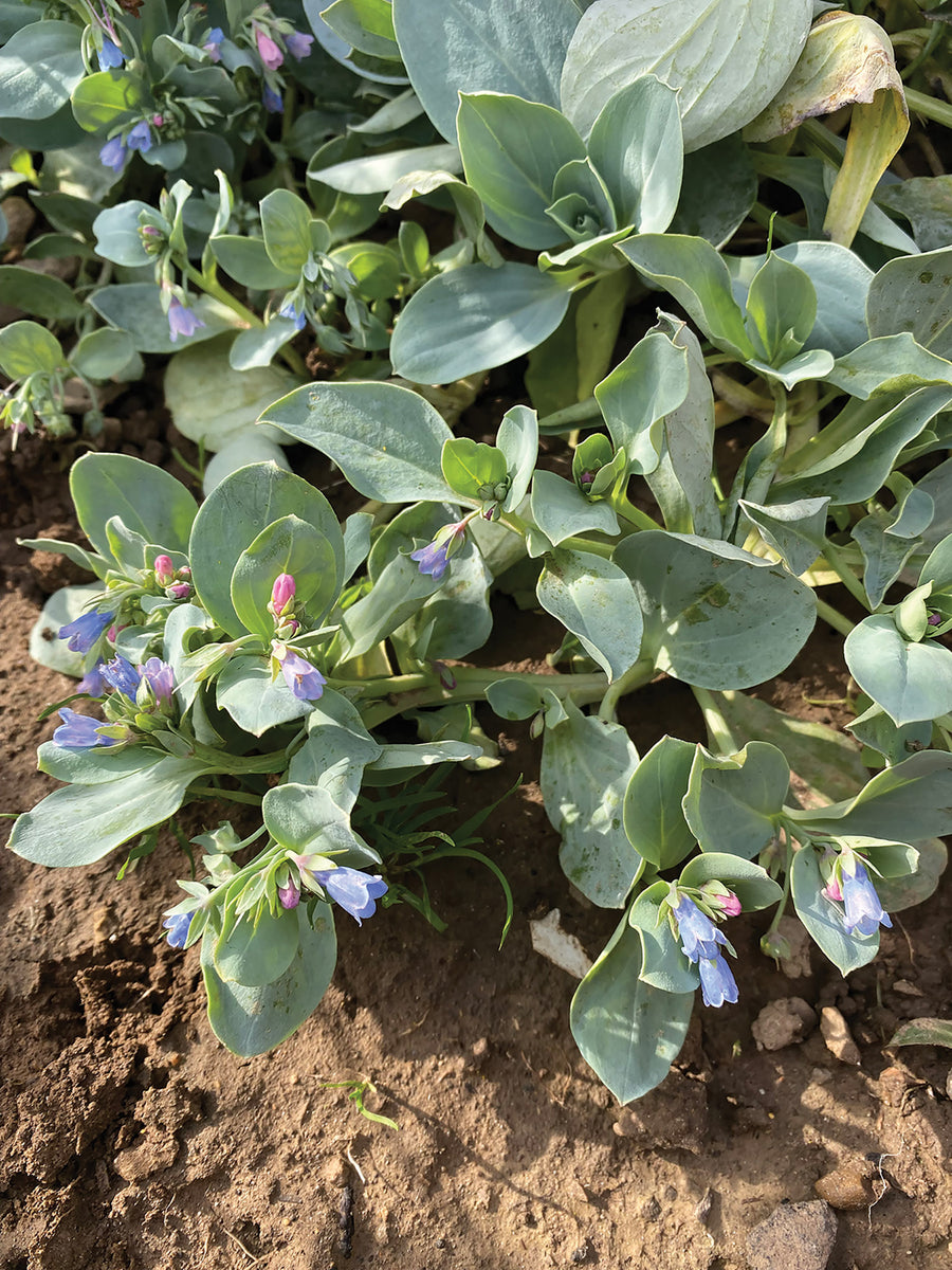 Oysterplant, Silver Ocean