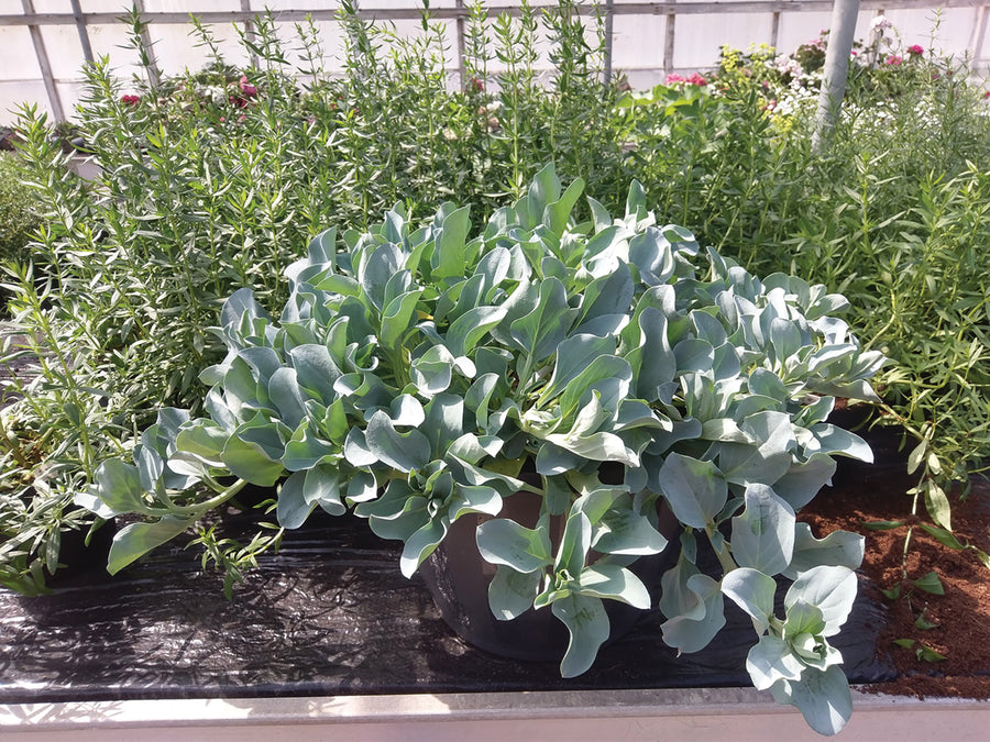 Oysterplant, Silver Ocean