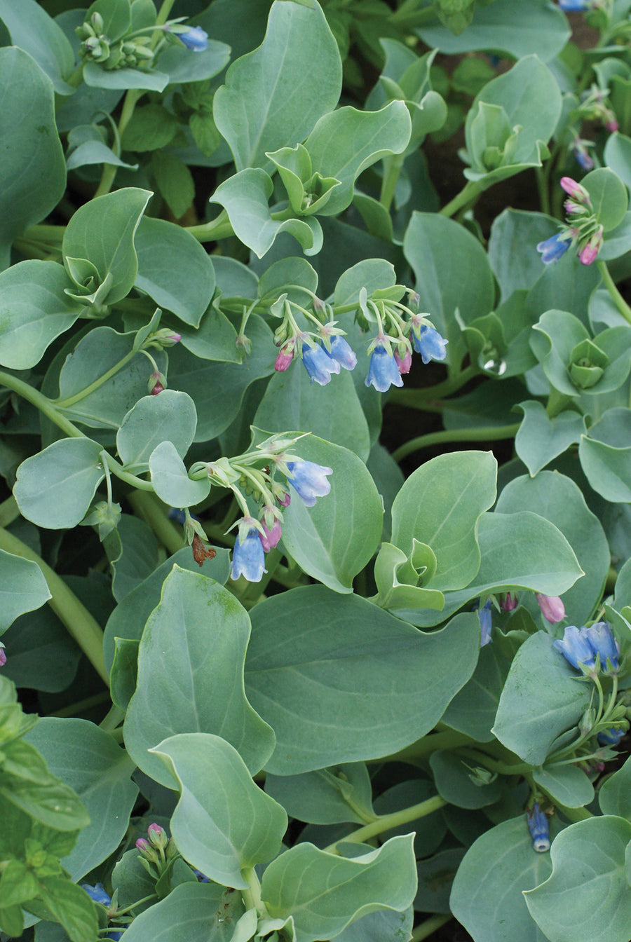 Oysterplant, Silver Ocean