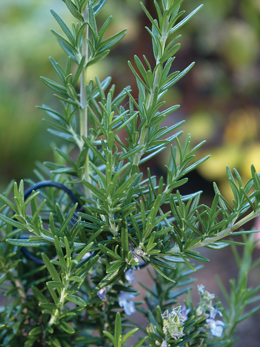 Rosemary, Rosemary