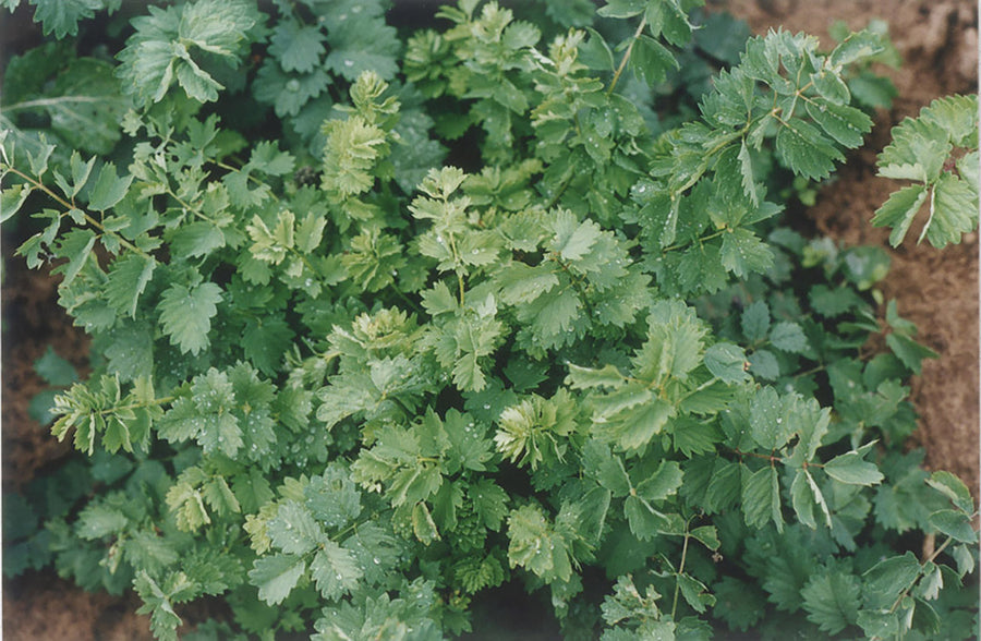 Salad Burnet, Salad Burnet