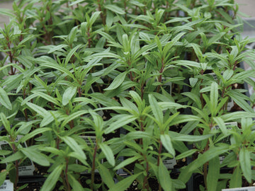 Savory, Summer Savory Midget