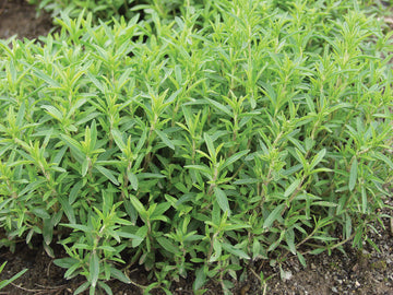 Savory, Winter Savory Organic