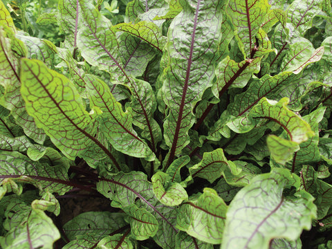 Sorrel, Bloody Dock