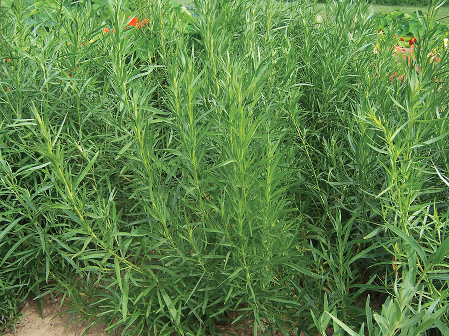 Tarragon, Russian Tarragon