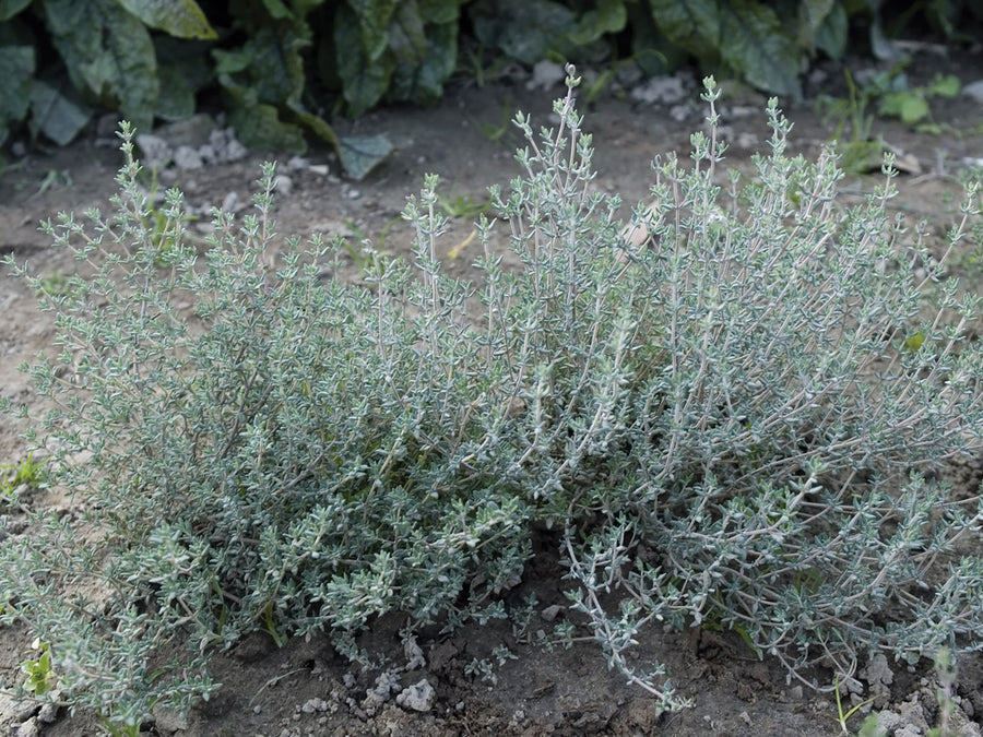 Thyme, Summer Thyme