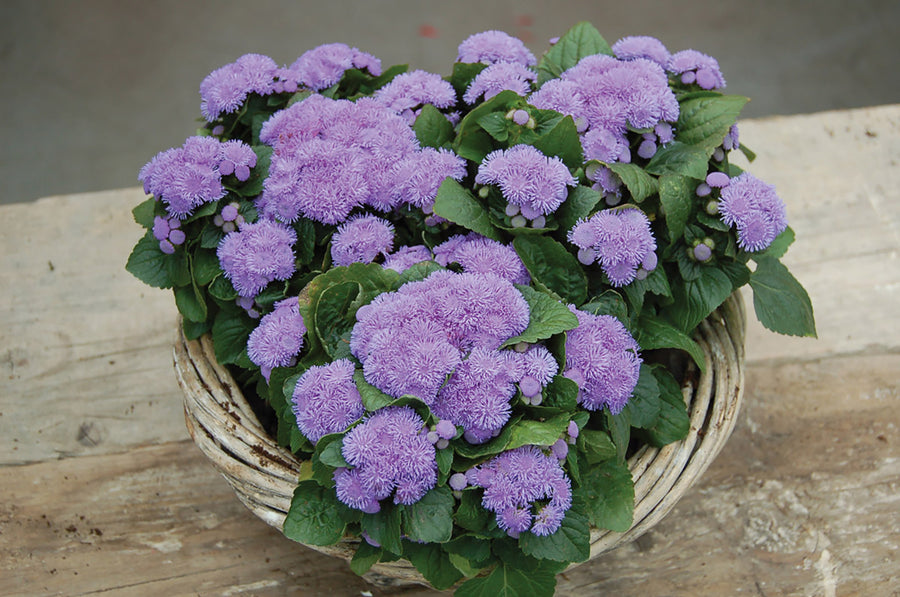 Ageratum, Aloha Blue