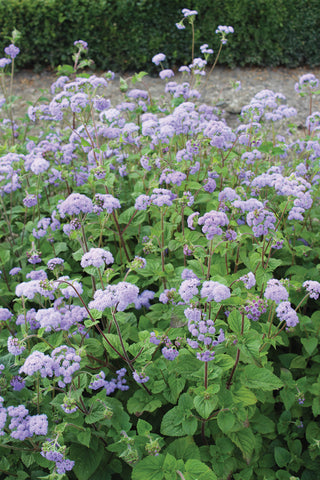 Ageratum, Bouquet Blue QIS