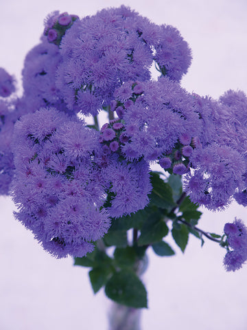 Ageratum, Bouquet Blue QIS