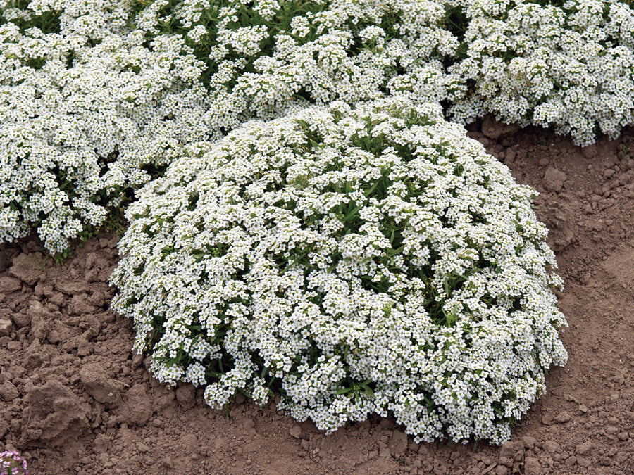 Alyssum, New Carpet of Snow